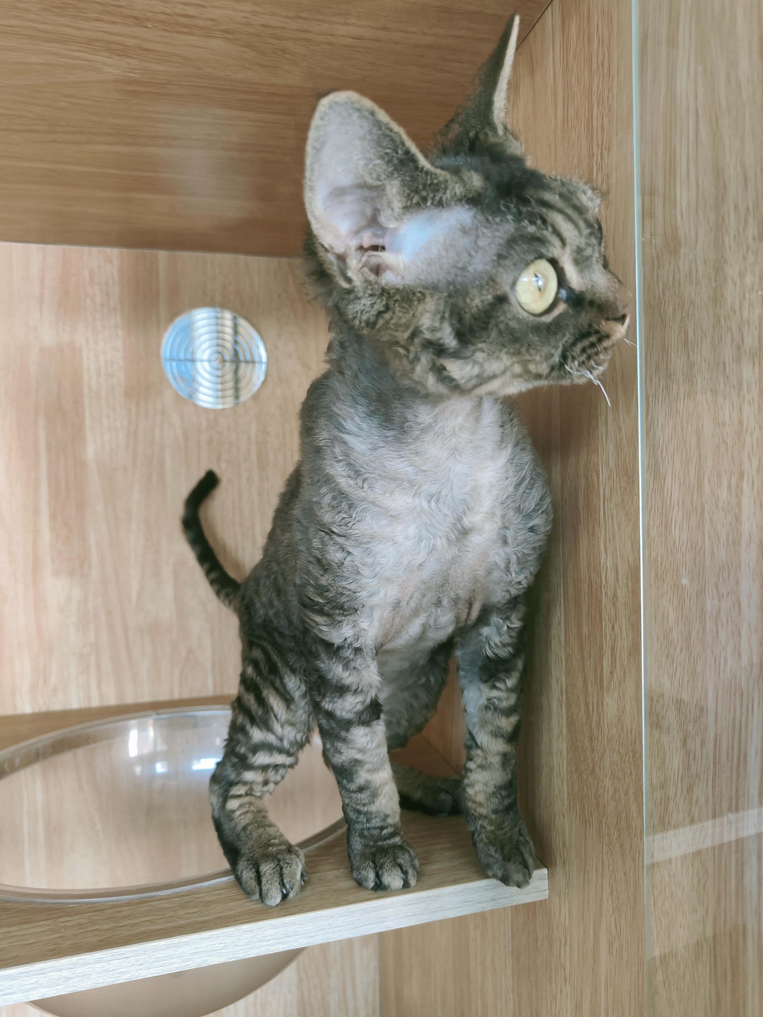 德文卷毛猫公猫弟弟无病无藓特价几百块